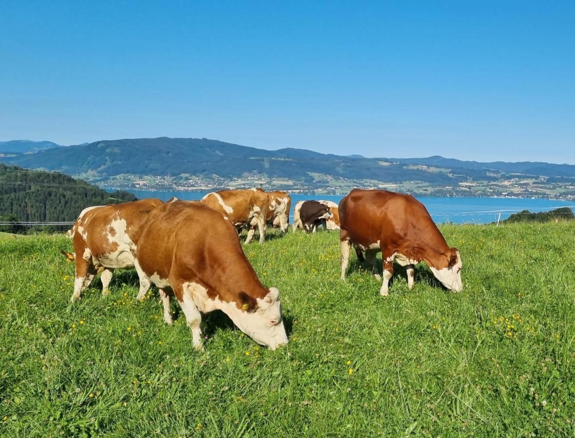 Ferienwohnungen Schobringer Weyregg am Attersee Dış mekan fotoğraf