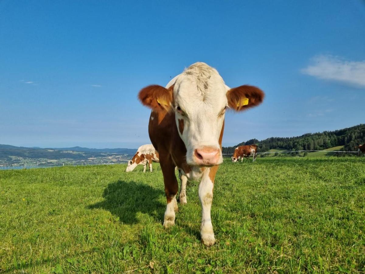 Ferienwohnungen Schobringer Weyregg am Attersee Dış mekan fotoğraf