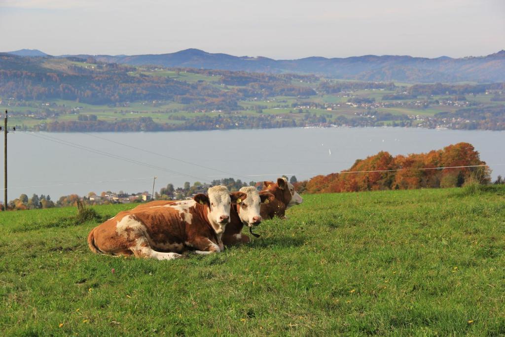 Ferienwohnungen Schobringer Weyregg am Attersee Dış mekan fotoğraf