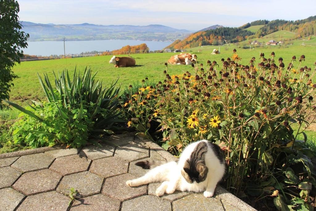 Ferienwohnungen Schobringer Weyregg am Attersee Dış mekan fotoğraf